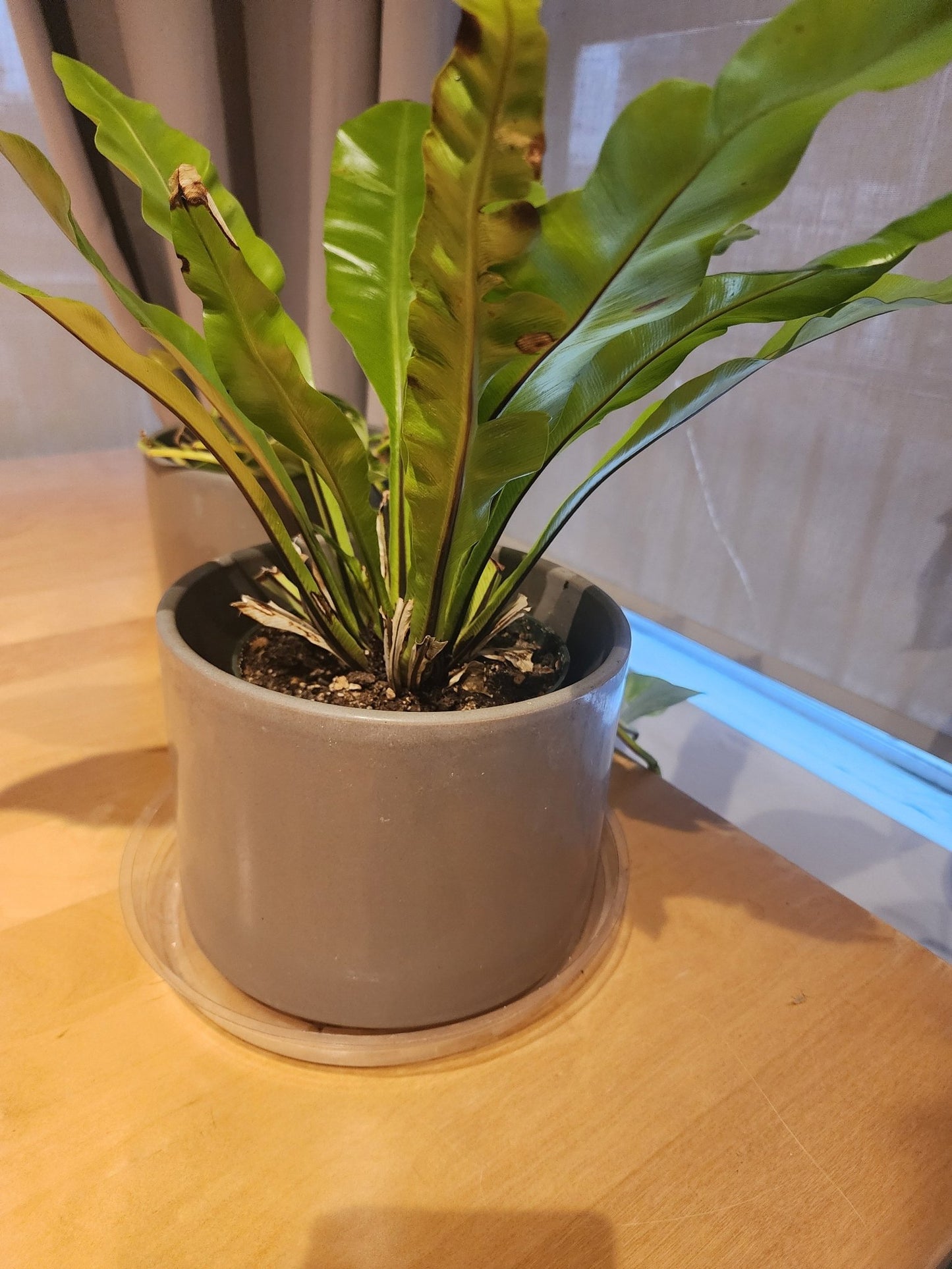 Gainey Mid Century Gray Planter Pot - MCMODSTORE
